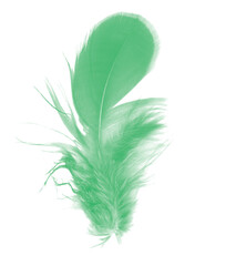 Beautiful green parrot lovebird feather isolated on white background