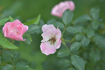 Obraz premium pink rose in the garden