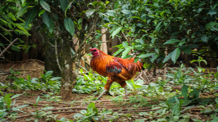 Home Risen Chickens Run Around The Yard of THe House Freely