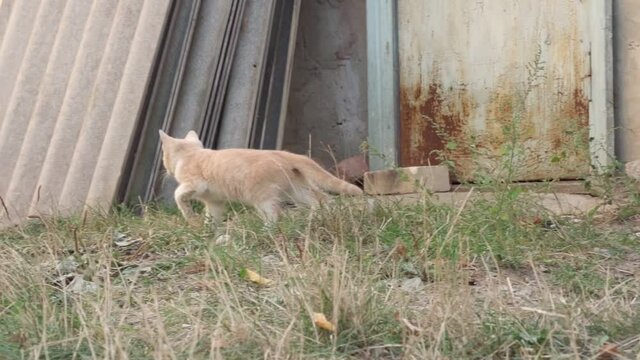 The kitten walks on the ground