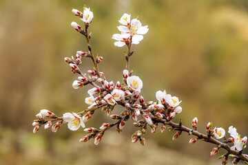 Flower photos from natural environments