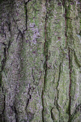 Close-up texture of  tree trunk with green moss and with copy space