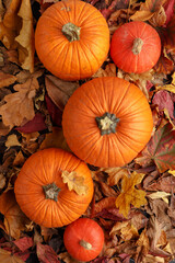 Thanksgiving Greetings. Pumpkins and dry leaves on a dark wooden background.