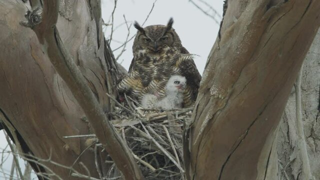 Great Horned Owl in Nest with White Baby Owlet