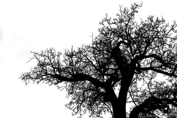 Silhouette view of a tree without leaves