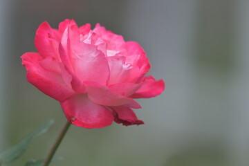 Dark pink rose flowers in the garden