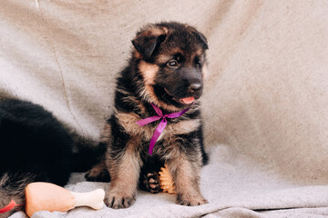 Kennel of high-breed German shepherd dogs. A charming little German shepherd puppy of black and red color with a lilac ribbon sits on a gray blanket and poses.