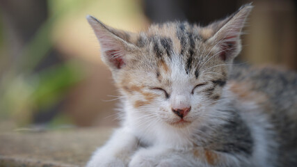Stray Kitten Wandering Playing in the Garden and Laying Around to Relax