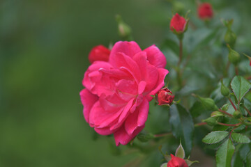 Dark pink rose flowers in the garden