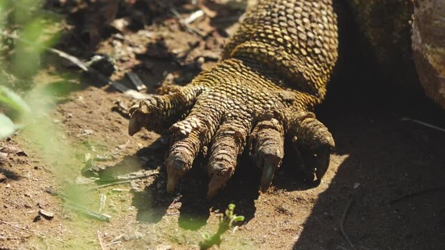 Spiky Yellow Land Iguana Claw Closeup in the Galapagos Islands