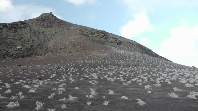 Pioneer Plants Growing in Volcanic Soil near Mountain on Bartolome Island, Galapagos