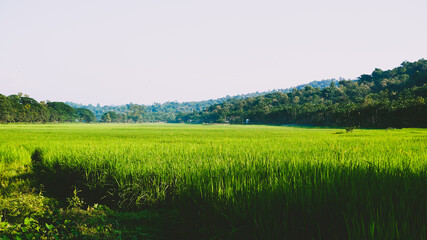 Nature is the beauty that gives peace of mind