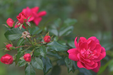 Dark pink rose flowers in the garden