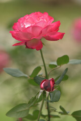 Dark pink rose flowers in the garden