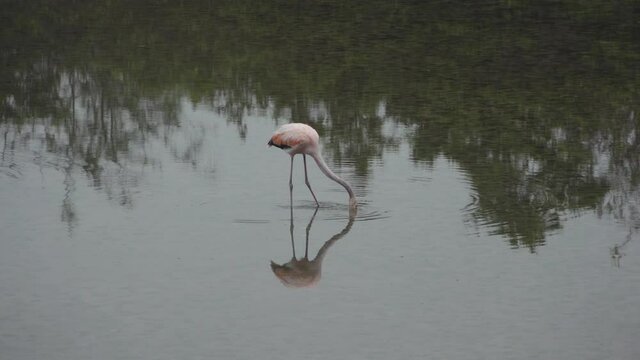 Tall Flamingo with Reflection Feeding on Brine Shrimp in Brackish Lagoon of Floreana Island, Galapagos