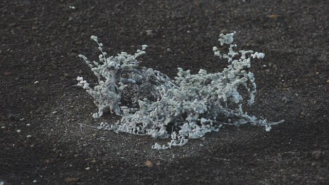 Pioneer Plant Growing in Rocky Soil of Bartolome Island, Galapagos
