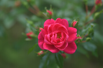 Dark pink rose flowers in the garden