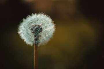 Fototapeta premium Pusteblume