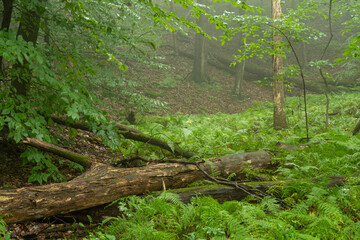 Fallen Log in the Misty Forest