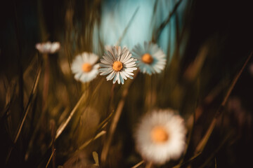 Harmonisches Gänseblümchen
