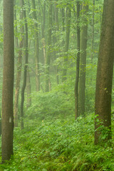 Portrait View of Misty Forest Trees