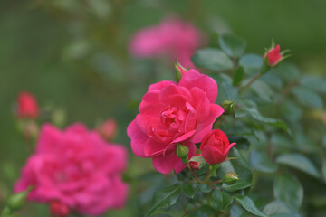 Dark pink rose flowers in the garden
