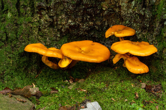 Orange Fungus on a Tree