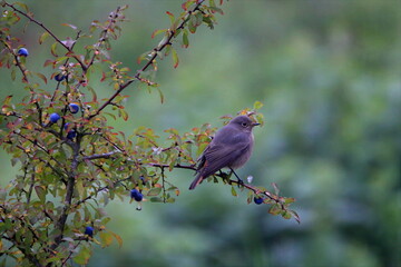 Hausrotschwanz auf Ast
