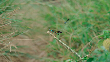 Dragon Fly Resting On Single Grass Branch before lifting back up into the air