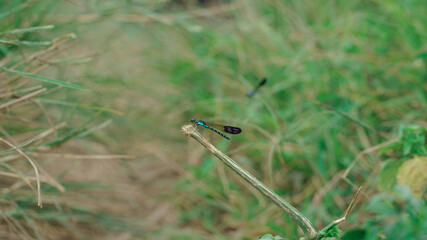 Dragon Fly Resting On Single Grass Branch before lifting back up into the air