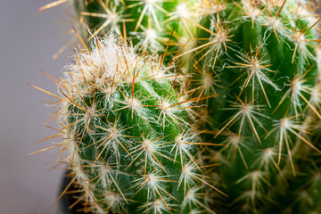 Close-up shoot of cactus plant