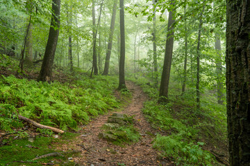 Mist in the Summer Forest