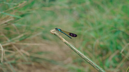 Dragon Fly Resting On Single Grass Branch before lifting back up into the air