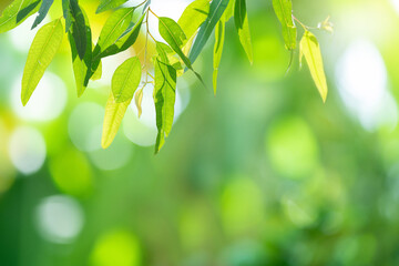 Beautiful nature background with green leaf Eucalyptus blurred and copy space.