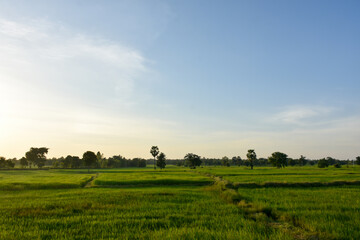 field with blue sky