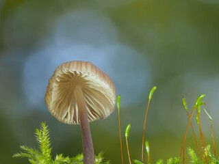 Nahaufnahme weisser Lamellenpilz im Gegenlicht