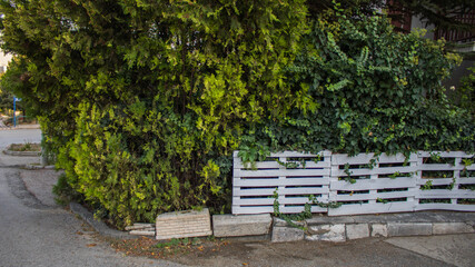 Green trees and white garden fences 