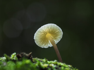 Nahaufnahme weisser Lamellenpilz im Gegenlicht