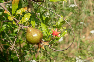 pomegranate tree flowers and pomegranates