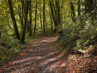 Obraz premium Pathway in the forest at autumn. An autumn sunny day in a forest in the German town of Ratingen in NRW.