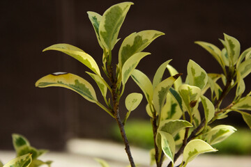 Obraz premium close up of leaves