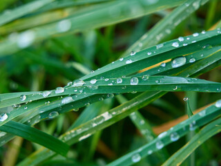 Obraz premium Dew drops on the blades of grass. Grassy meadow covered with dew. Close up of green, fresh grass.