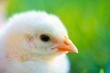 Close up newborn poultry yellow chicken beak on green grass field. Beautiful and adorable little chick on farm for design and decorative. Easter concept