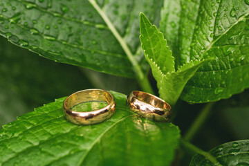 wedding rings and nature macro detail
