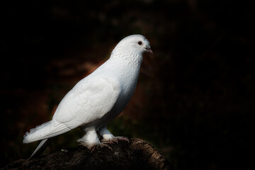 Portrait of domesticated trotted white dove.
