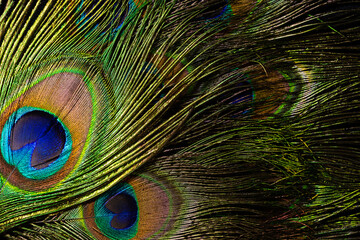 Feathers of tropical peacock bird. Macro, close-up view. Beautiful animals. color accuracy of nature.