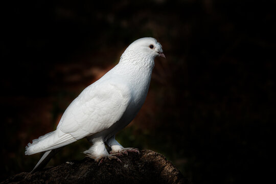 Portrait of domesticated trotted white dove.