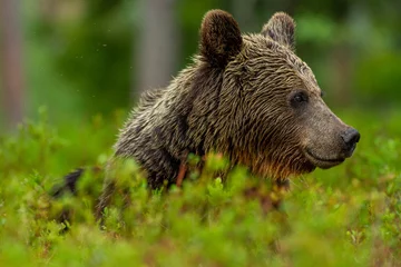 Deurstickers bear untouched nature of finland scandinavia europe © francescodemarco