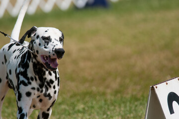 Dalmatian at dog show