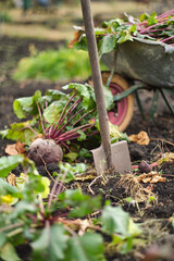 wheelbarrow with a halm of beets and bunch of beets on the ground